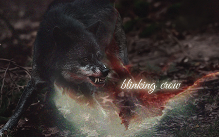 Blinking Crow